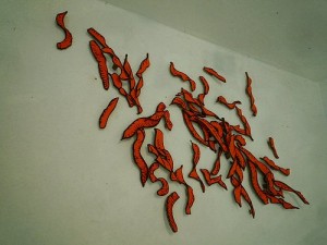Acacia seed pod drawings at Lapieza